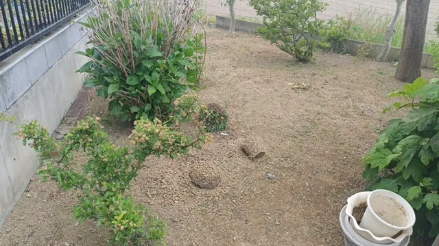 高崎市で年間草刈り管理のご契約をいただきました