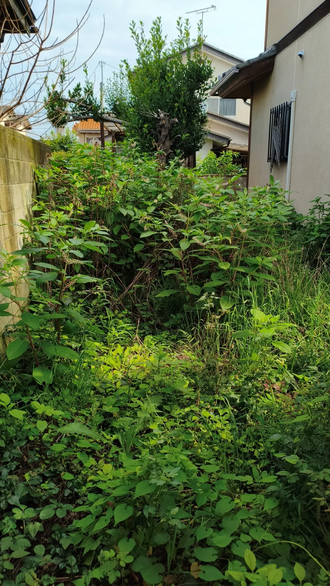 アシナガバチが急増！草刈り前は蜂に要注意